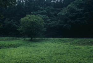green.tif